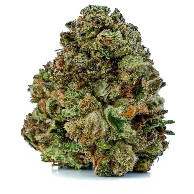 ROYAL GORILLA related flower listing