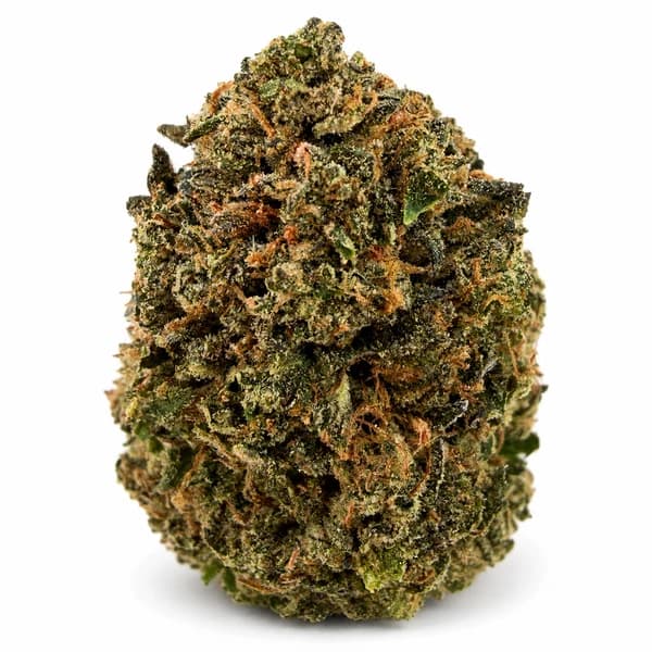 GOLDEN GAS related flower listing