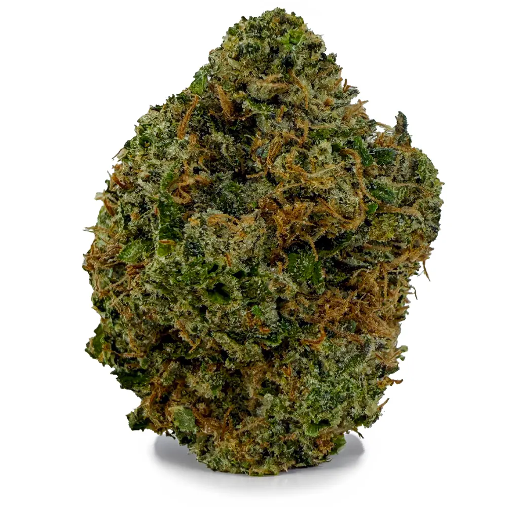 KING LOUIS XIII related flower listing