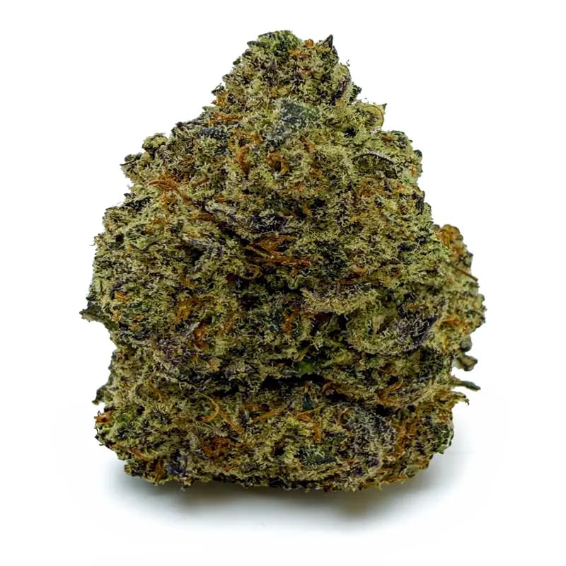 PURPLE SKUNK related flower listing