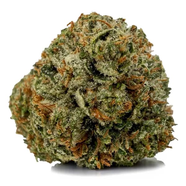 PINK PHAROAH flower listing