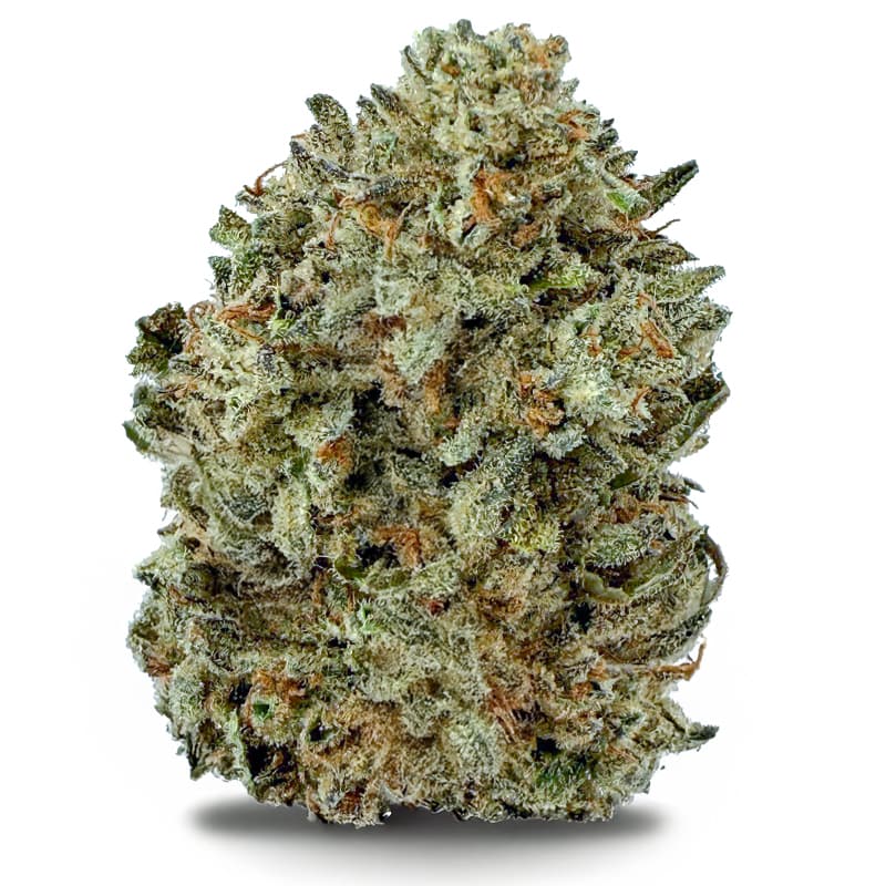 DAYDREAM DIESEL flower listing