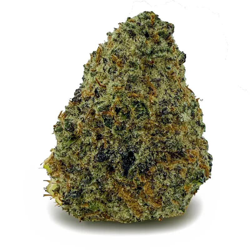 LEMON CHERRY GELATO flower listing