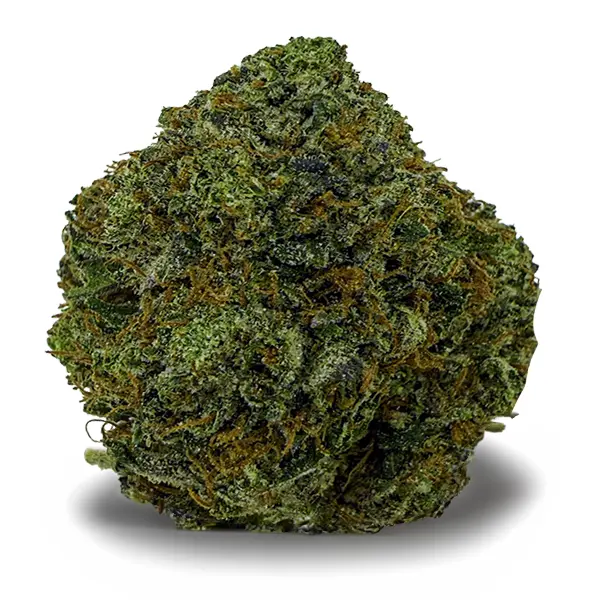 PLATINUM TUNA flower listing