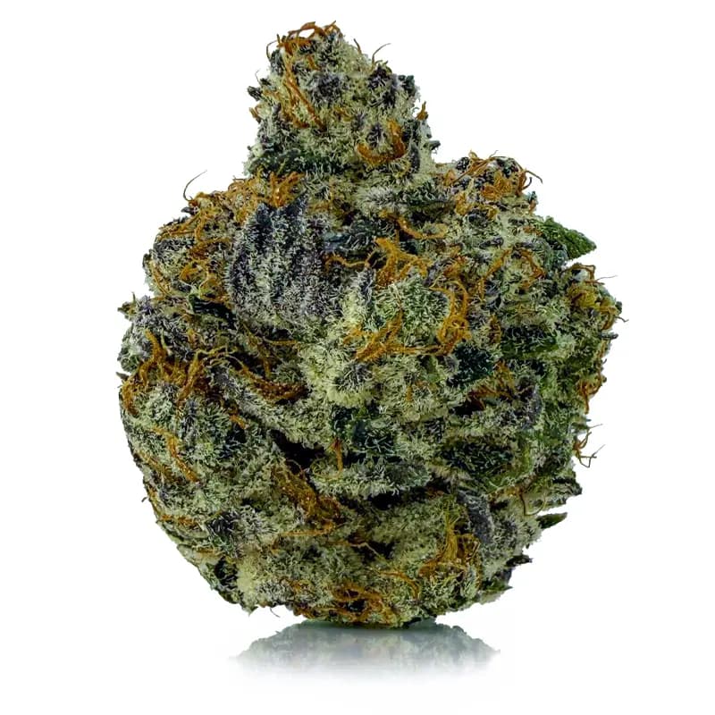 PURPLE SPACE QUEEN related flower listing