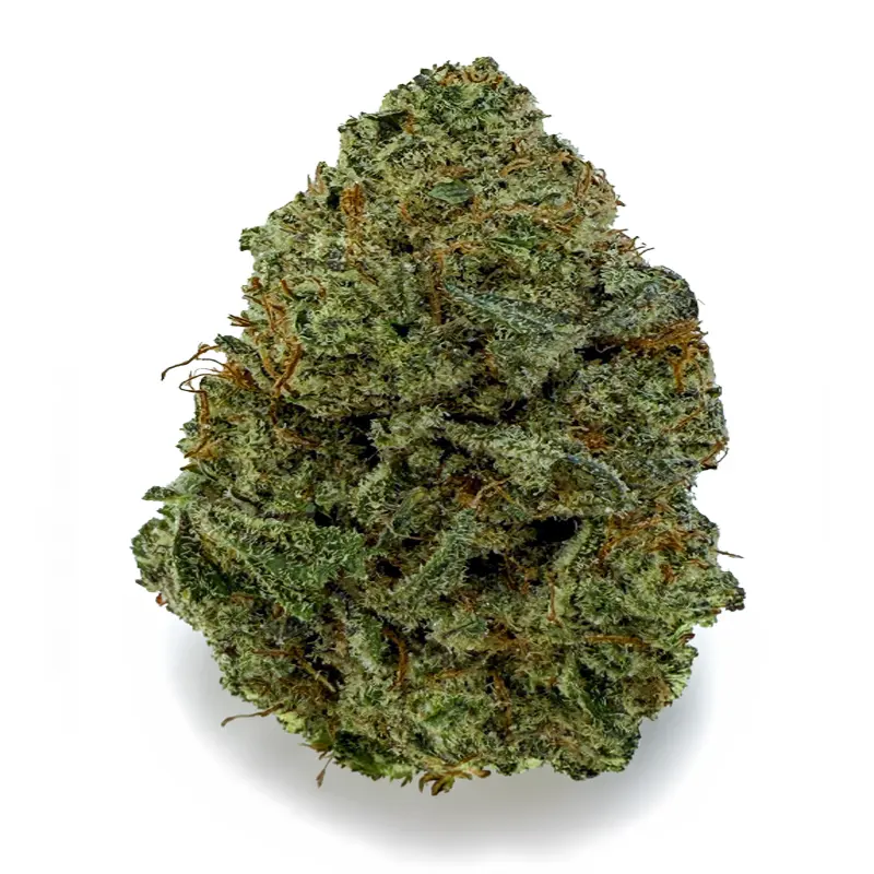DONNIE BURGER related flower listing