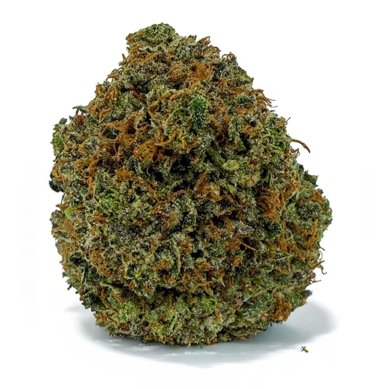 PINK CHAPO flower listing